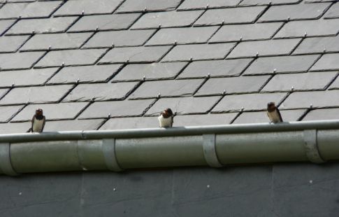 Pose et réparation de gouttière à Fosses (95470) dans le Val d'Oise (95)